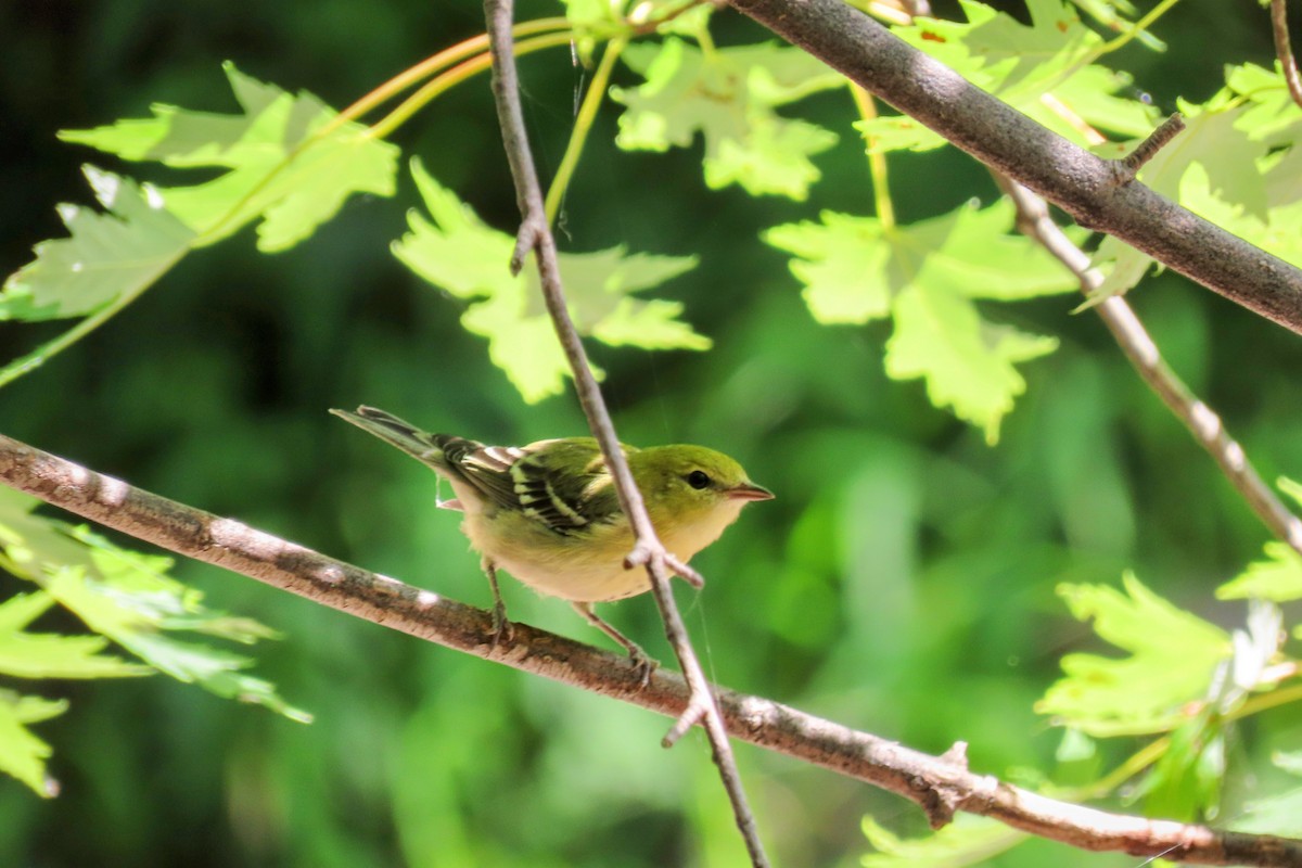 Bay-breasted Warbler - ML475912221