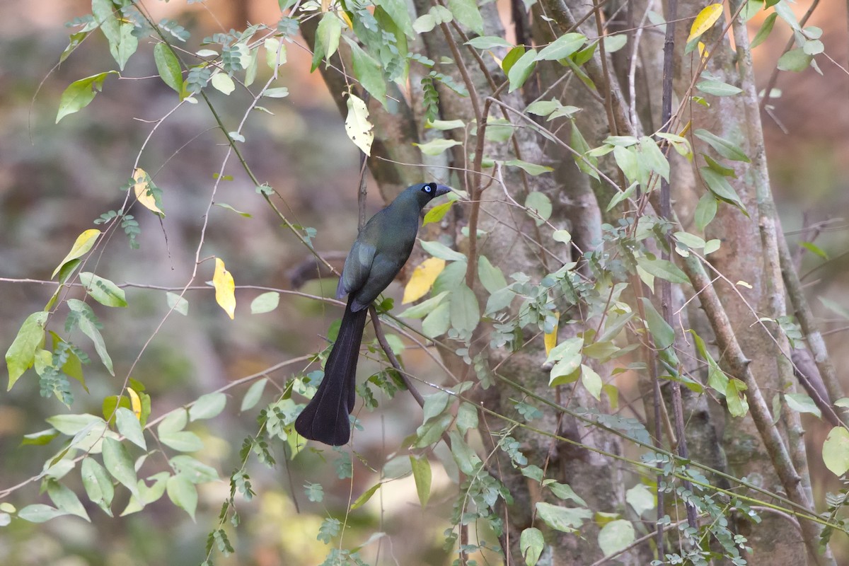 Racket-tailed Treepie - ML475912321