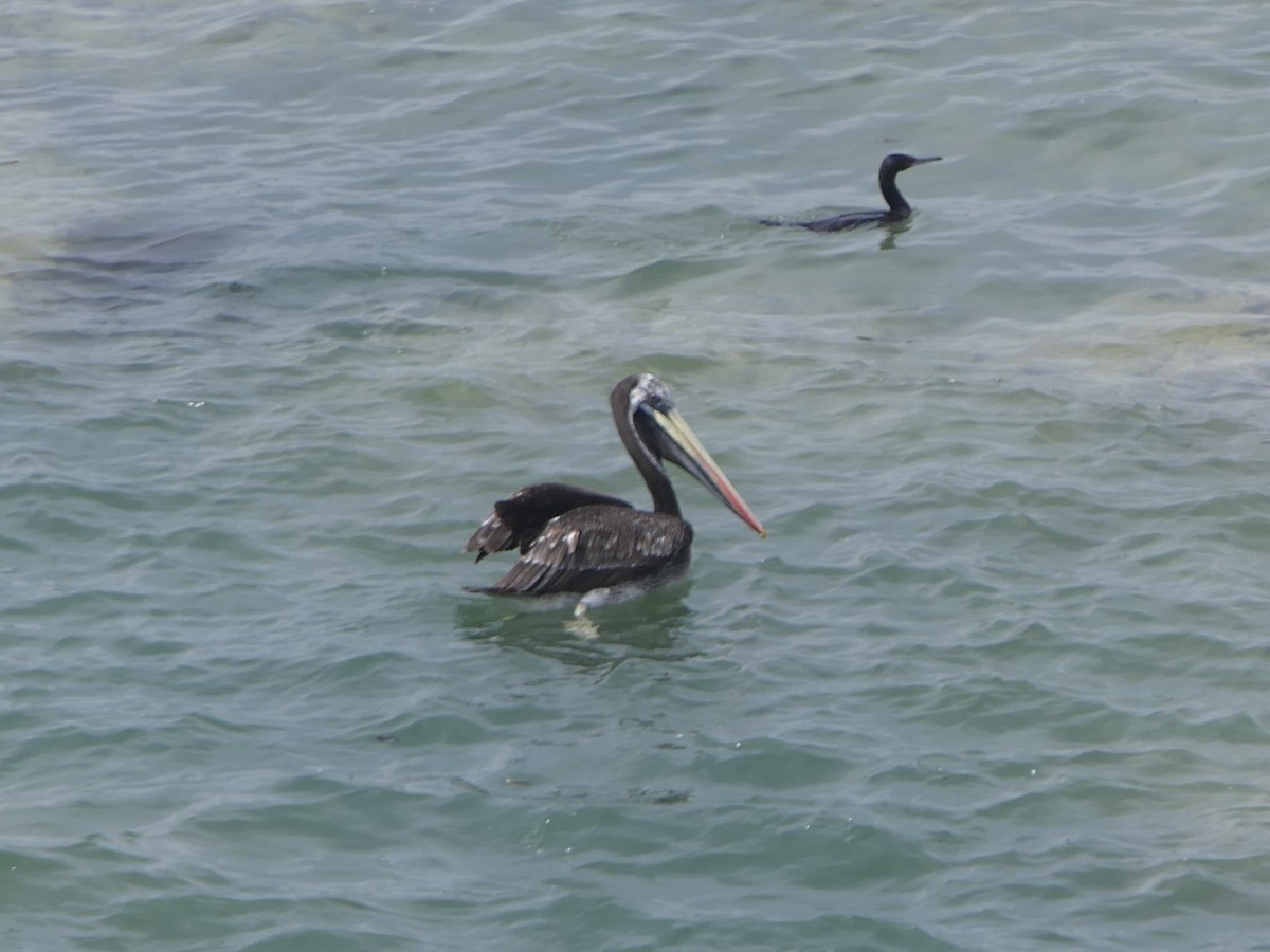 Peruvian Pelican - ML475912831