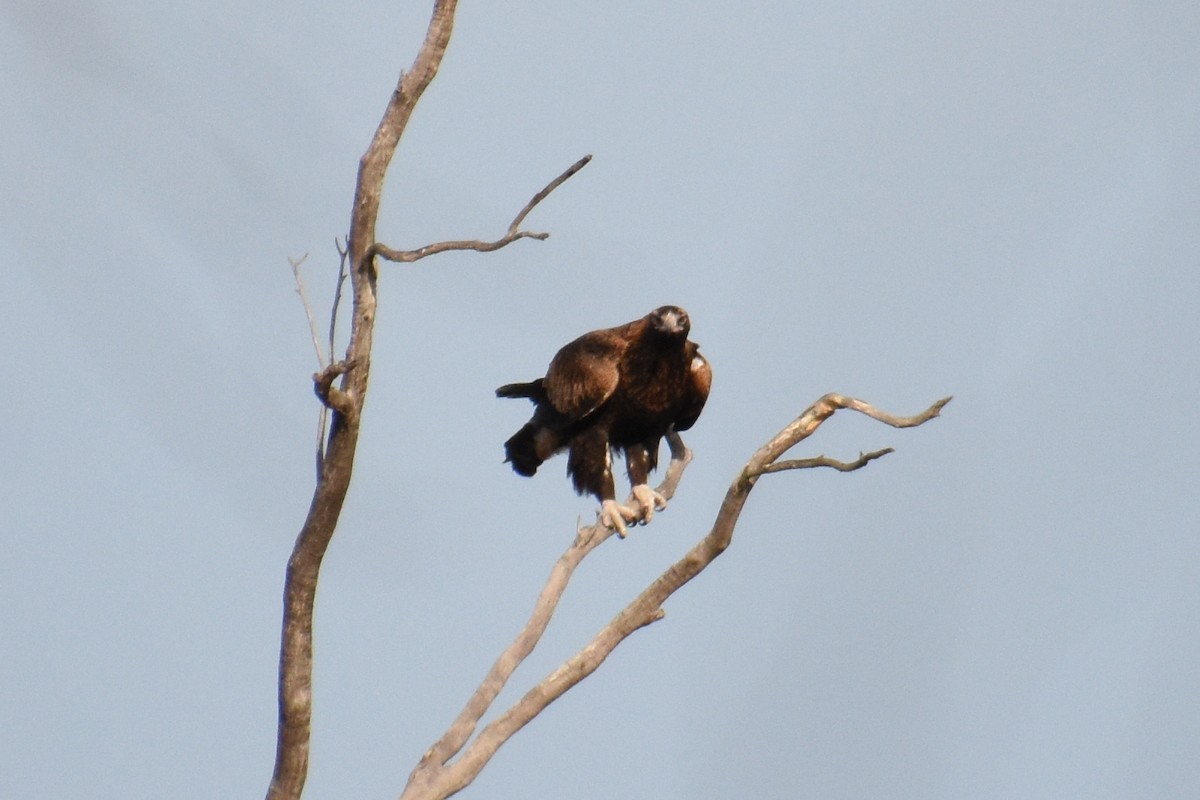 Wedge-tailed Eagle - ML475912851