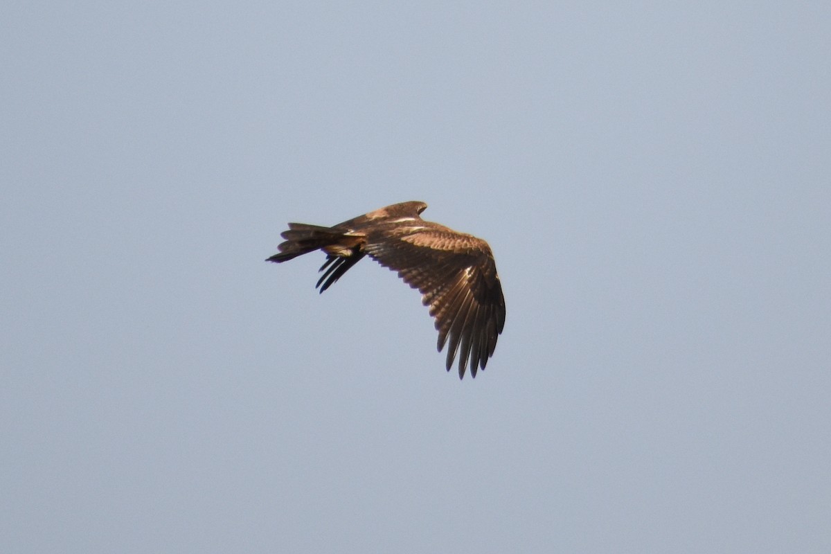 Wedge-tailed Eagle - ML475912861