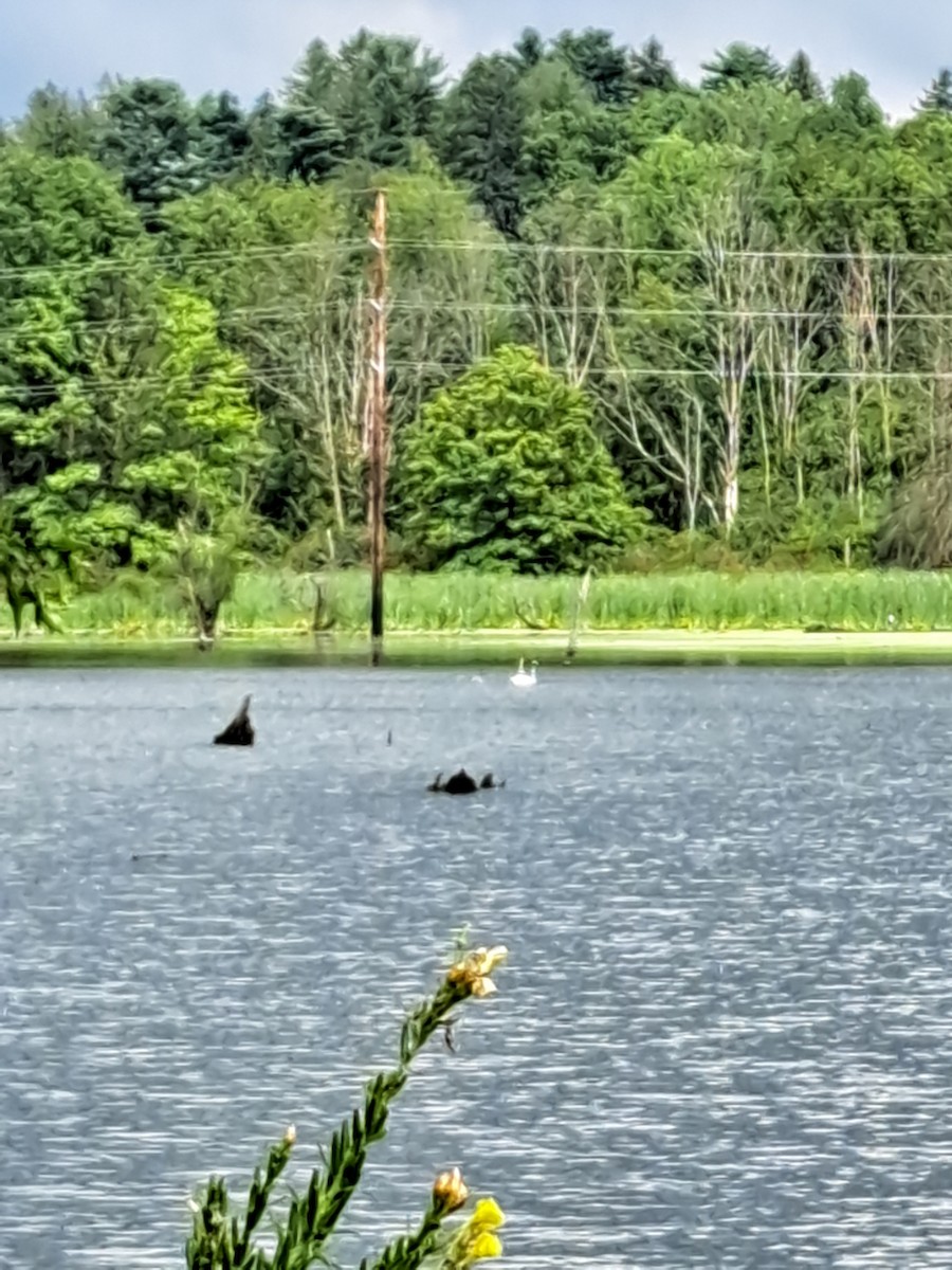 ナキハクチョウ - ML475913081