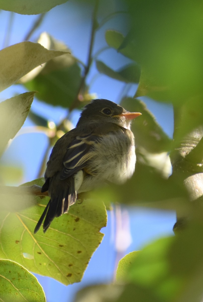 Alder Flycatcher - ML475913861