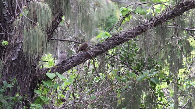 Bar-shouldered Dove - ML475914