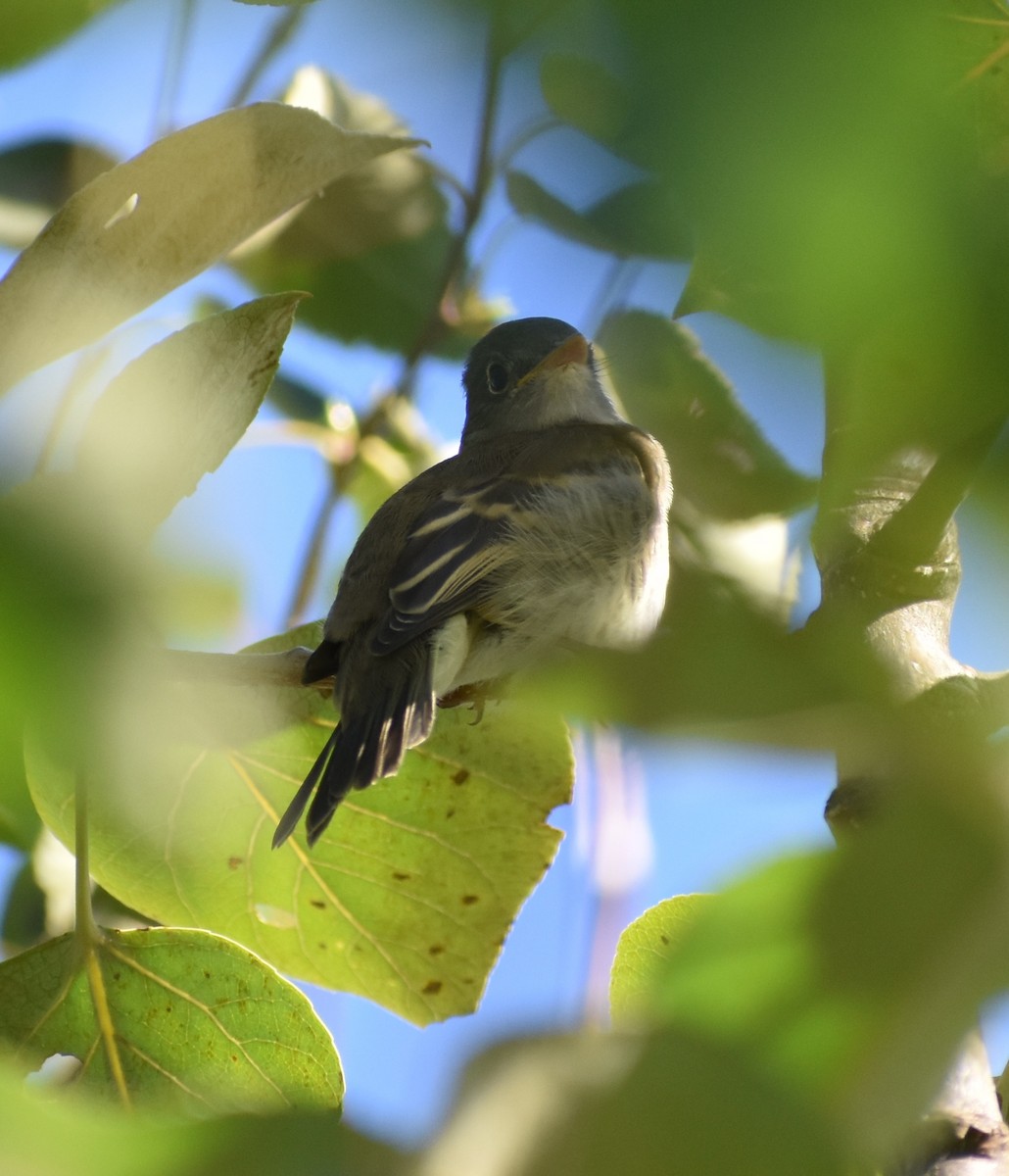 Alder Flycatcher - ML475914001