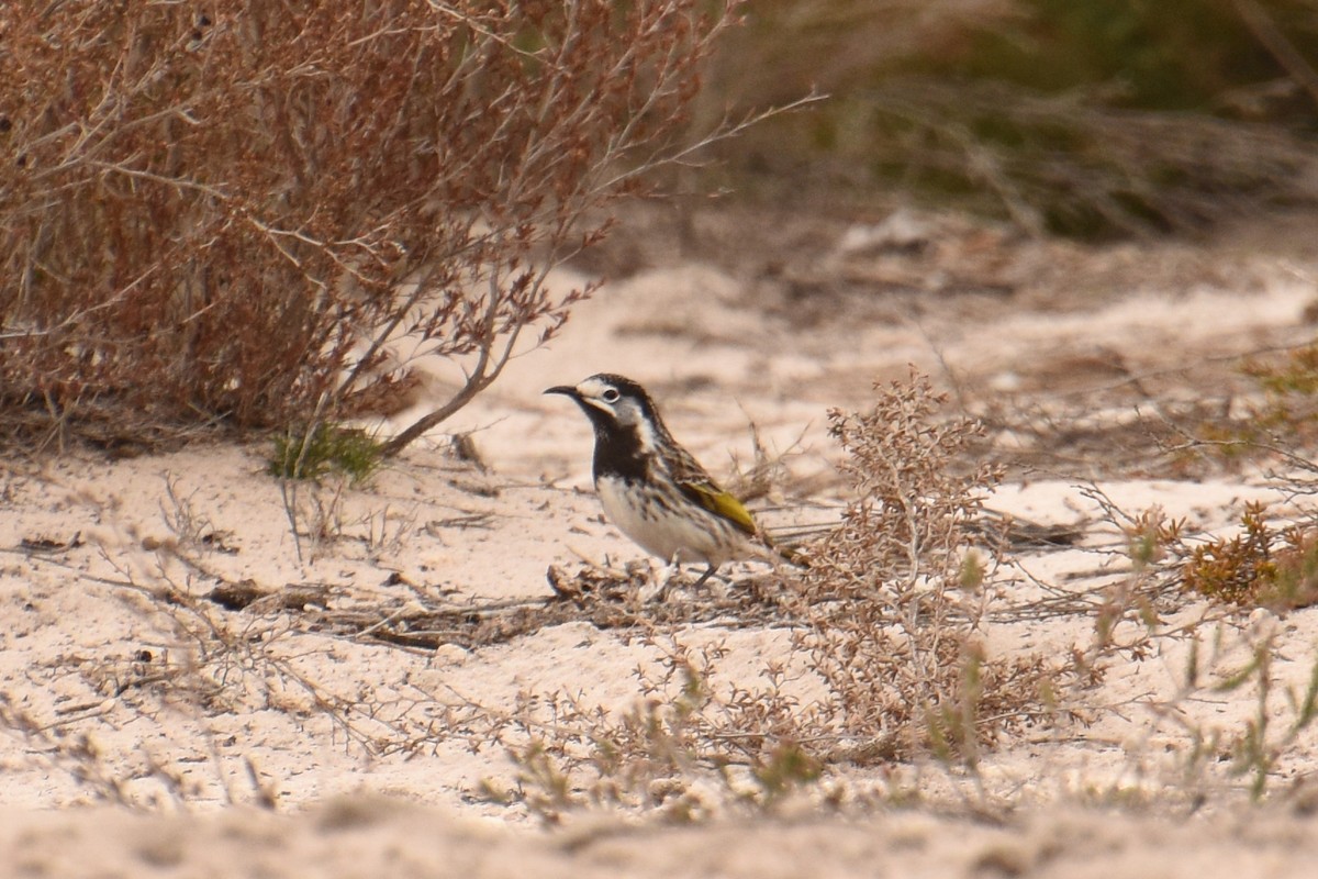 White-fronted Honeyeater - ML475914371