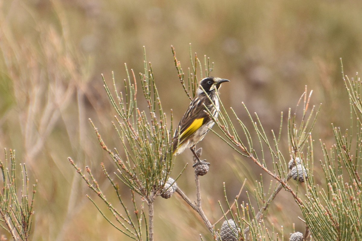 New Holland Honeyeater - ML475914641