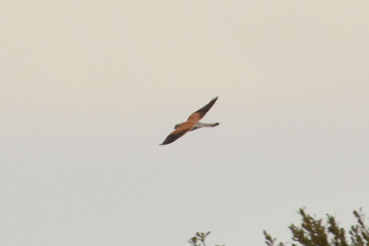 Nankeen Kestrel - ML475914751