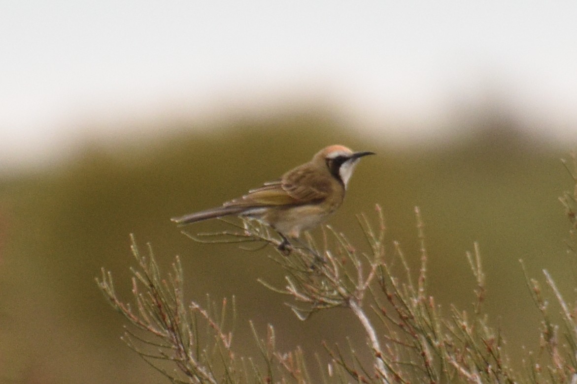 Tawny-crowned Honeyeater - ML475914901