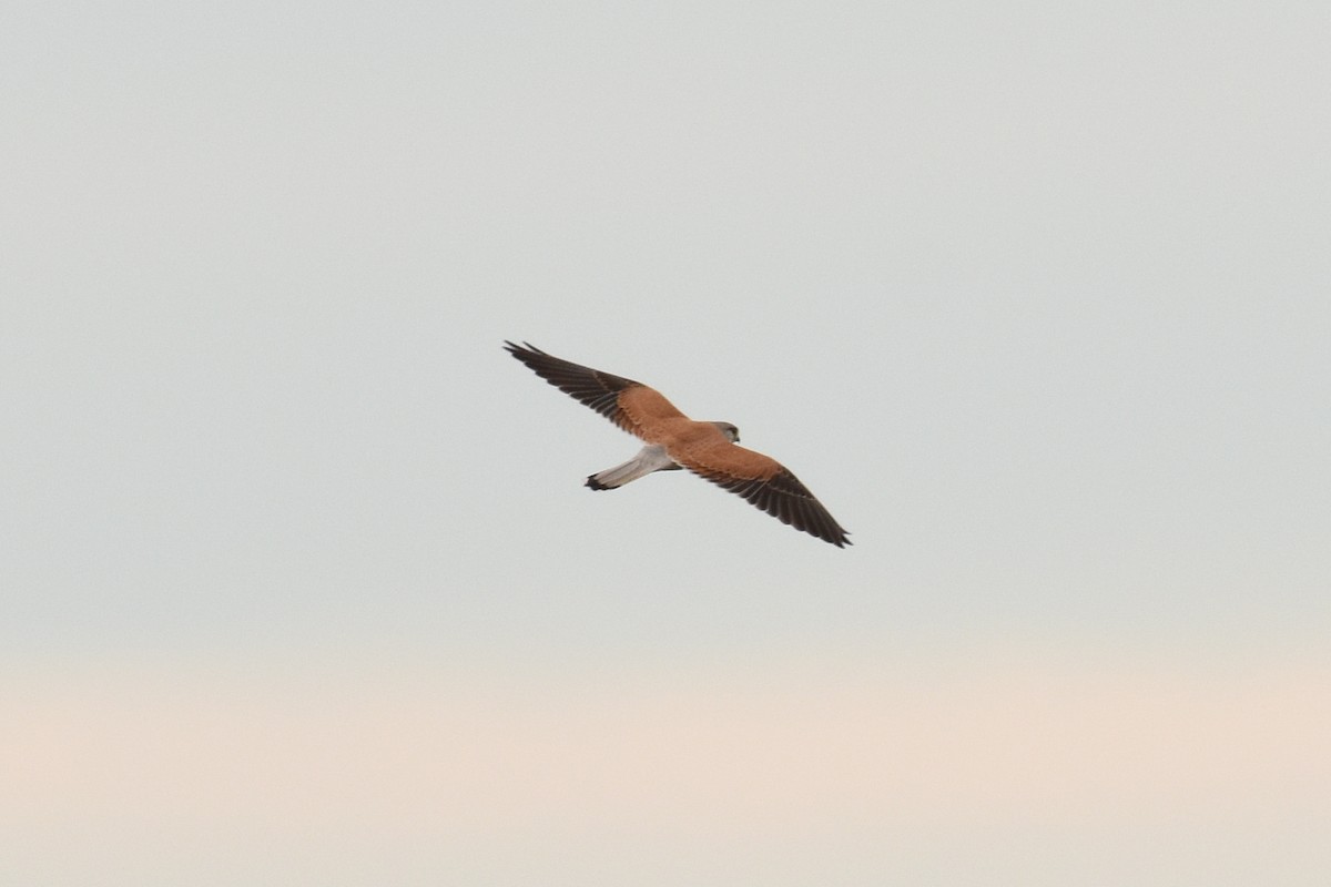 Nankeen Kestrel - ML475915001