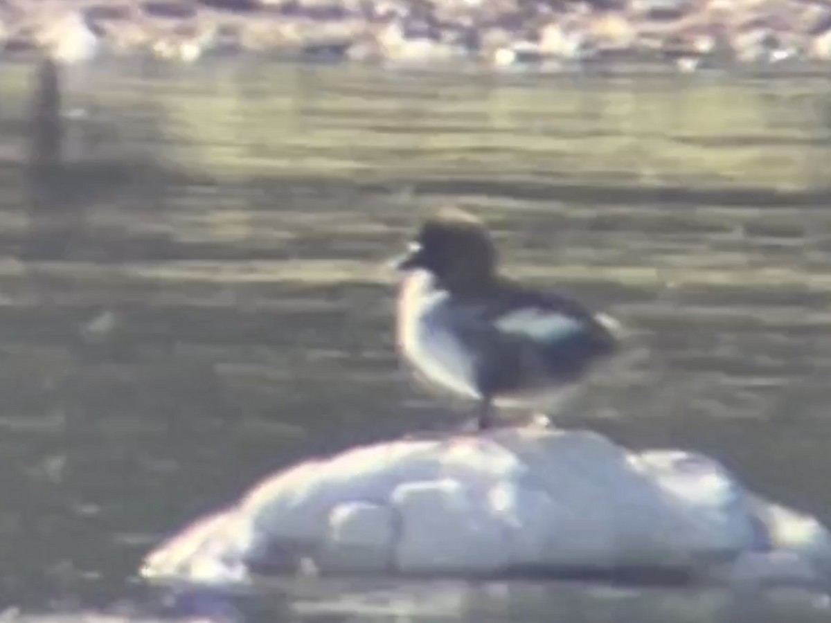 Barrow's Goldeneye - ML475915081