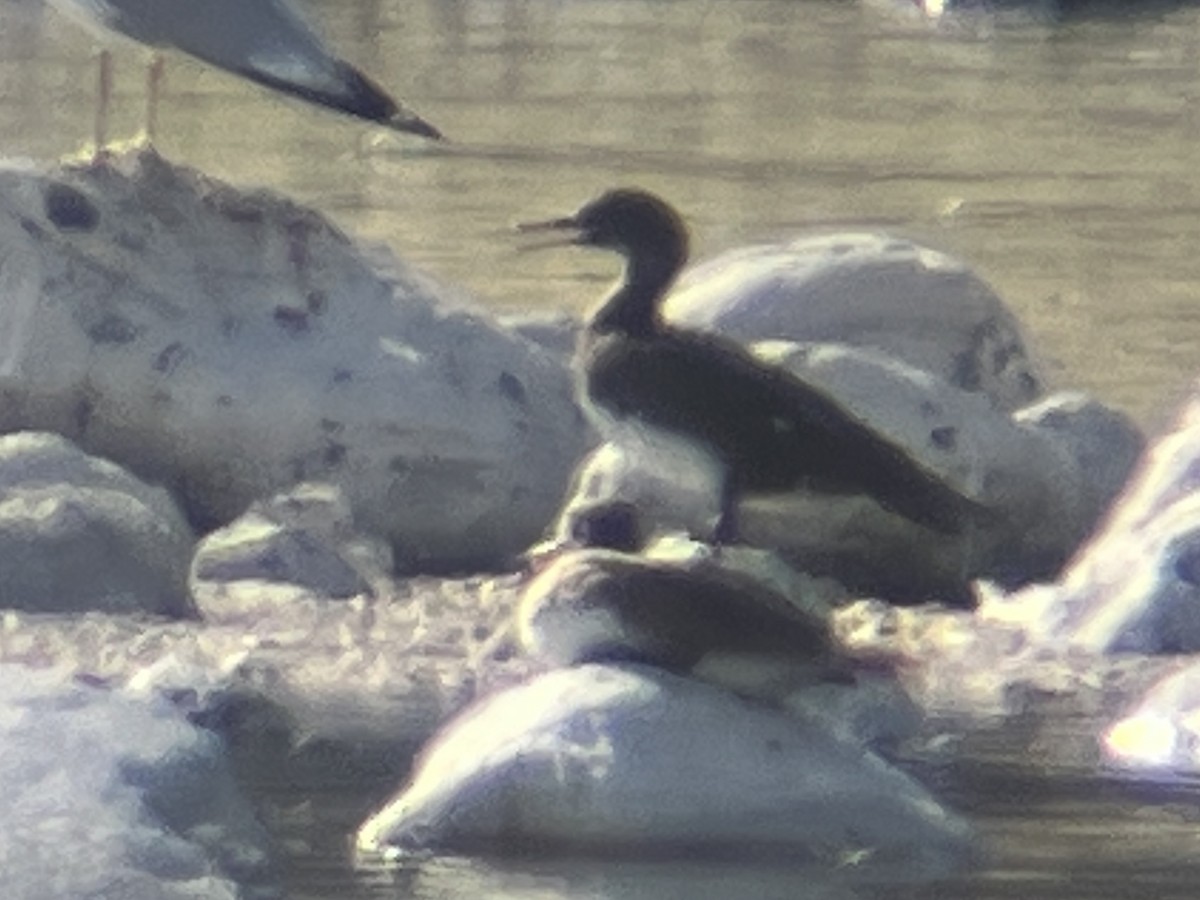 Hooded Merganser - ML475915171