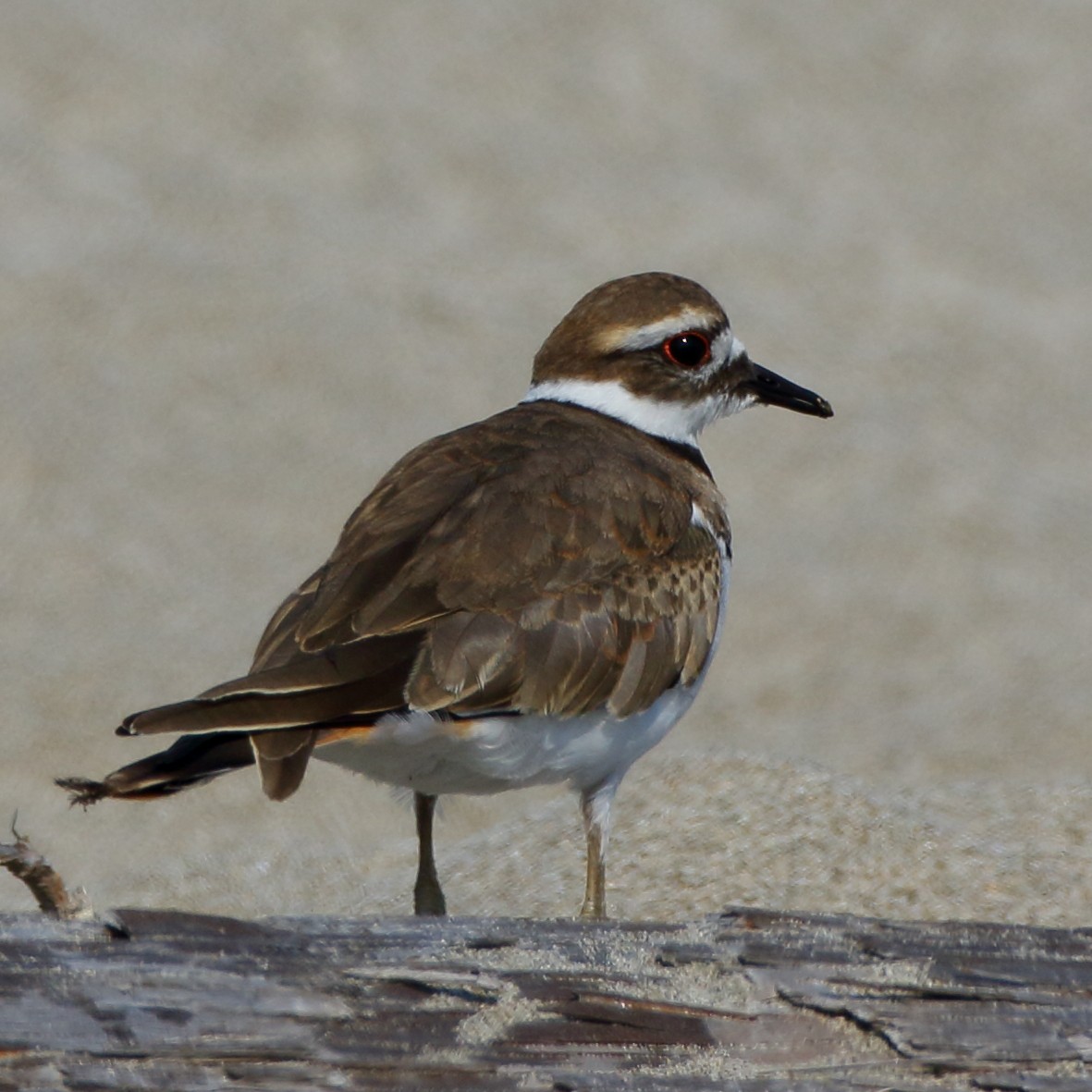 Killdeer - ML475916111