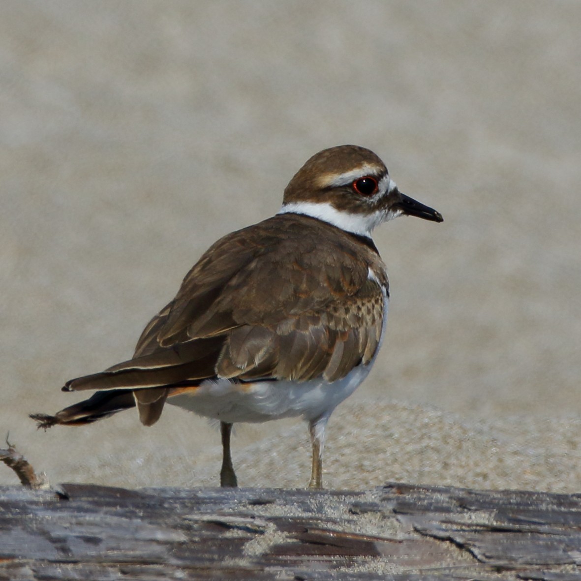 Killdeer - Kent Leland