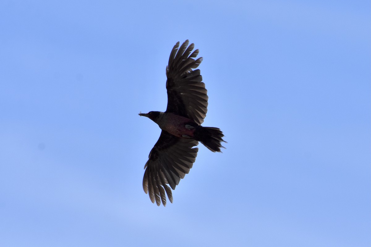 Lewis's Woodpecker - ML475917781