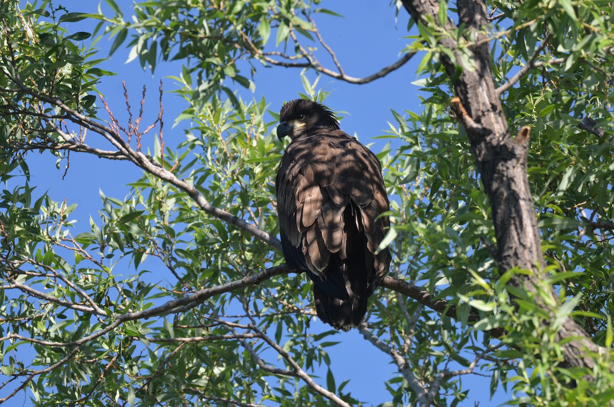 Bald Eagle - ML475917971