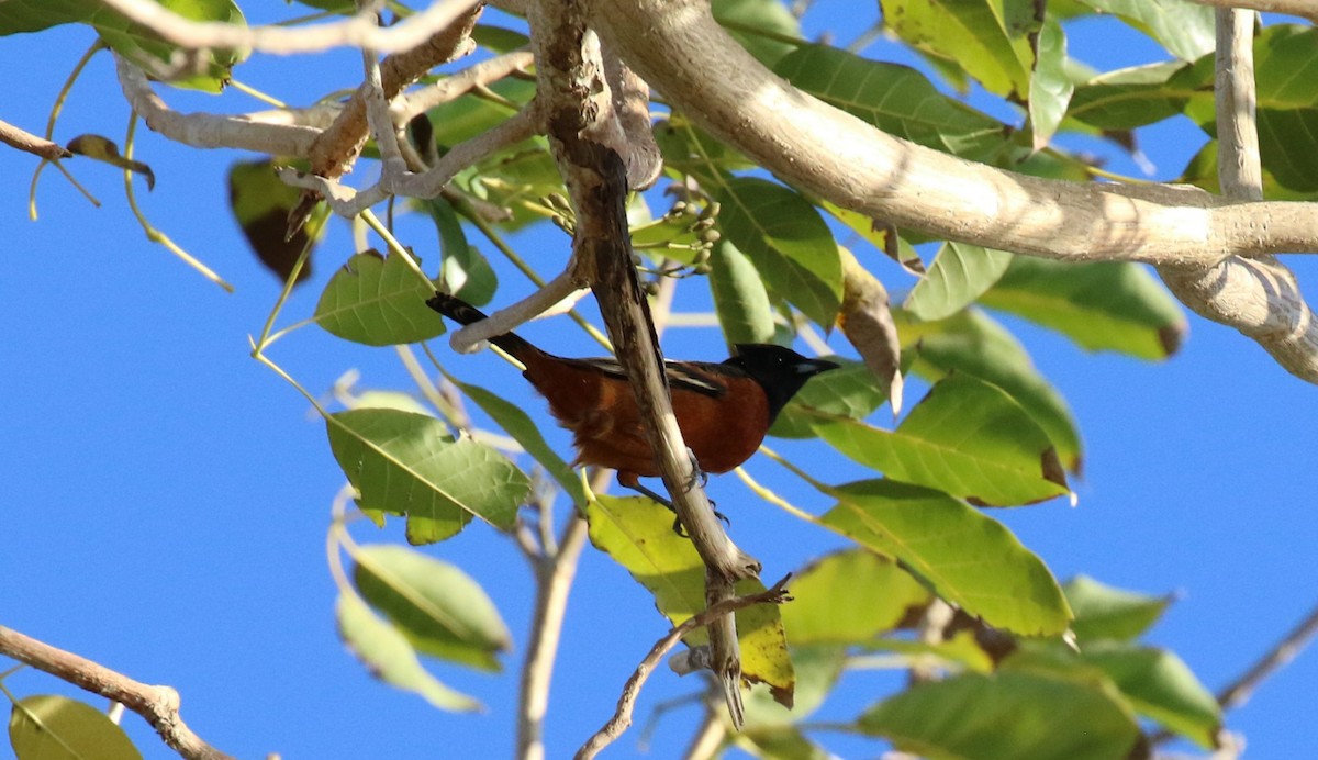 Orchard Oriole (Orchard) - ML475918251