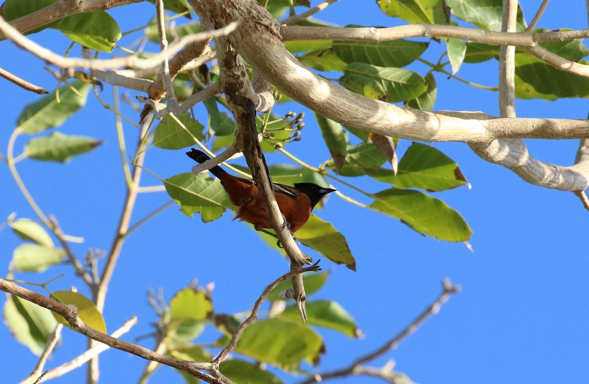Orchard Oriole (Orchard) - ML475918261