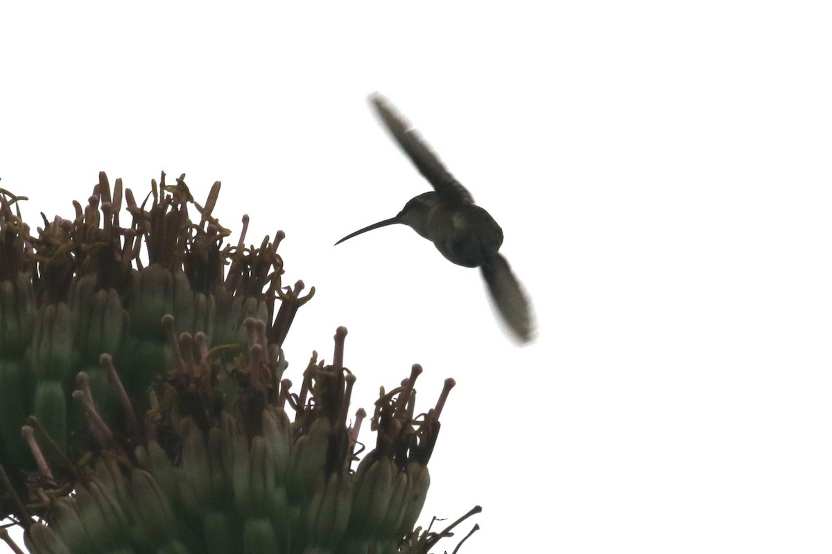 Lucifer Hummingbird - ML475918531