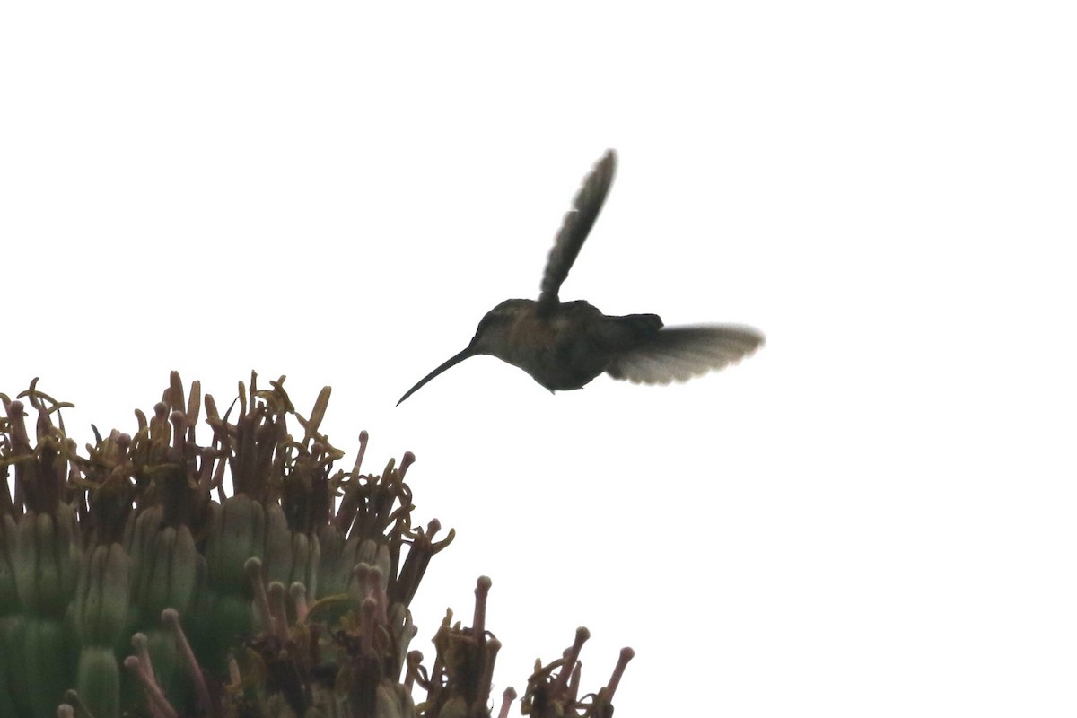 Lucifer Hummingbird - ML475918541