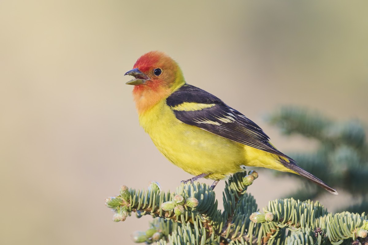 Western Tanager - Sharif Uddin