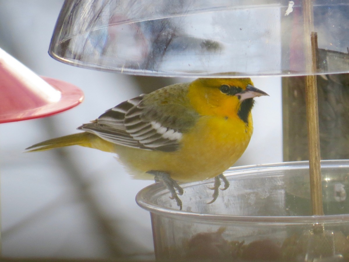 Bullock's Oriole - Marjorie Watson