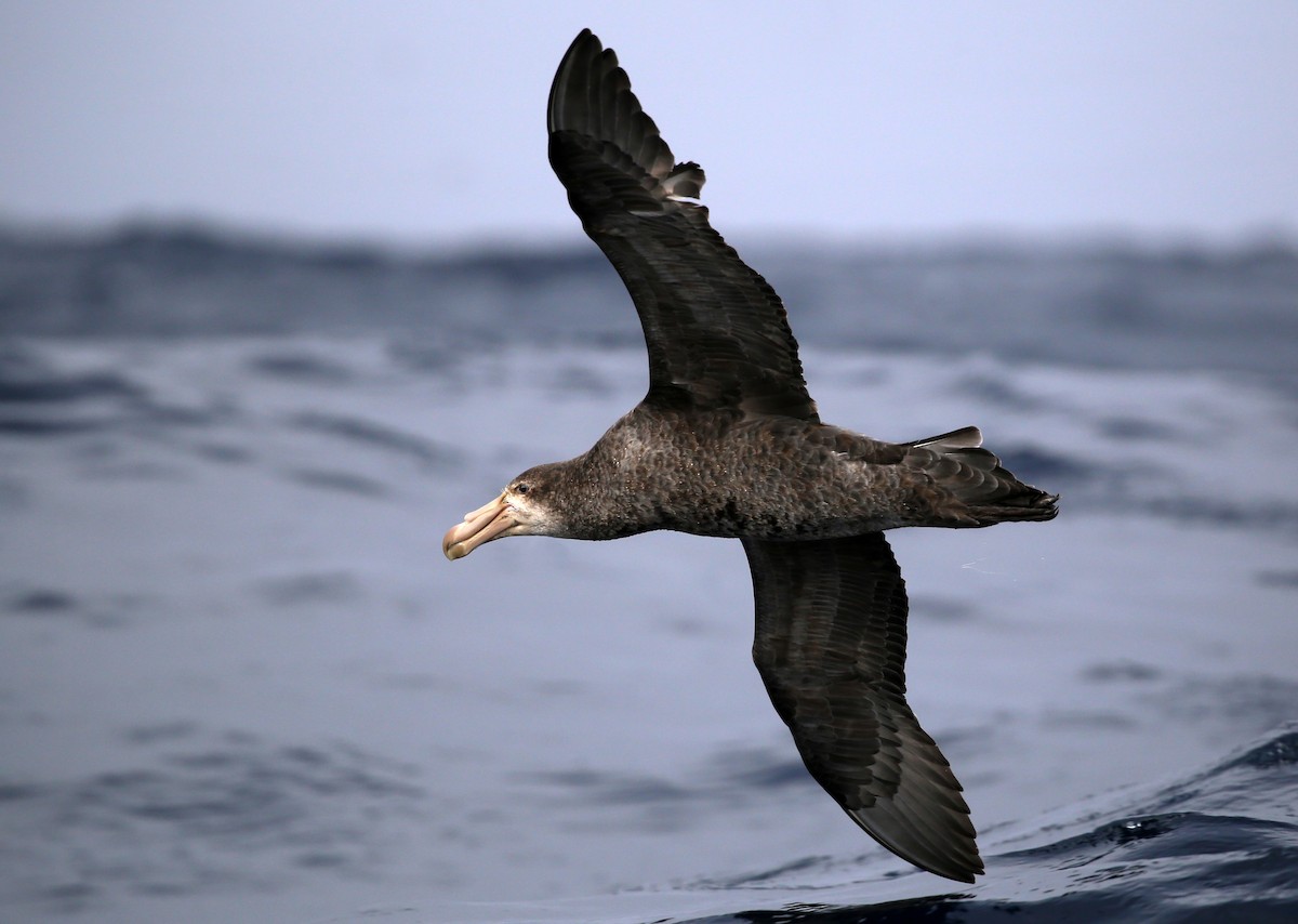 Northern Giant-Petrel - Stuart Kelly