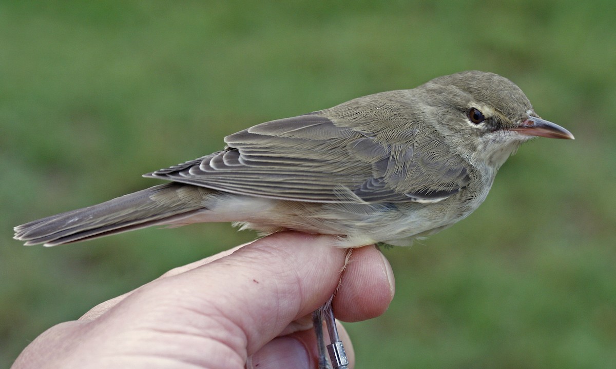 Basra Reed Warbler - ML475923491