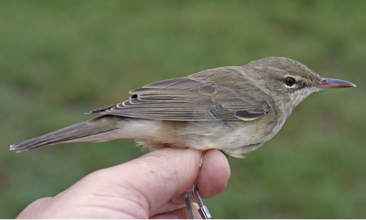 Basra Reed Warbler - ML475923501