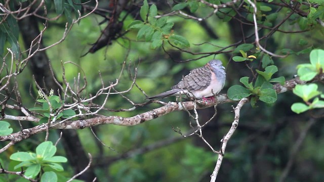 Bar-shouldered Dove - ML475924