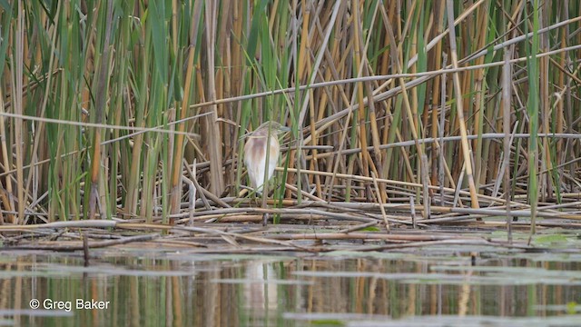 Squacco Heron - ML475924781