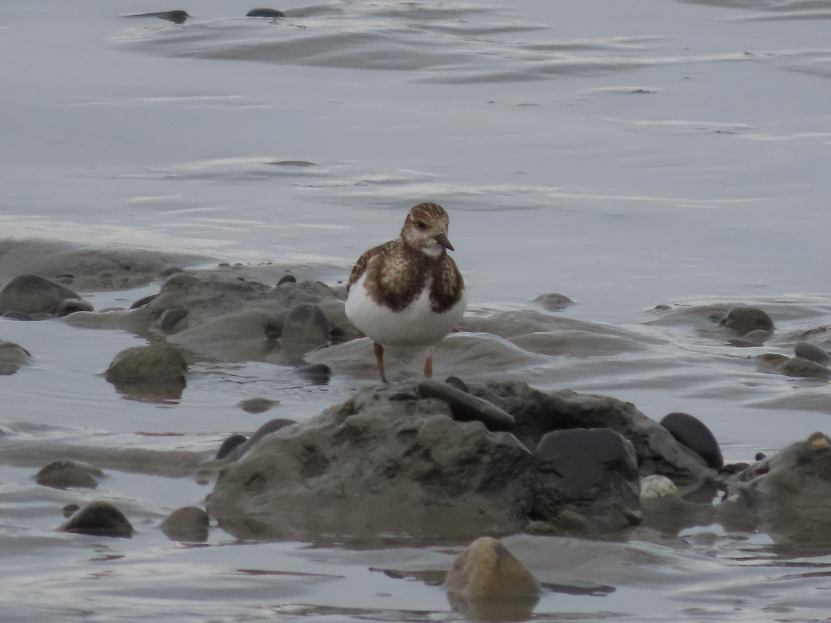 Ruddy Turnstone - Laura Burke