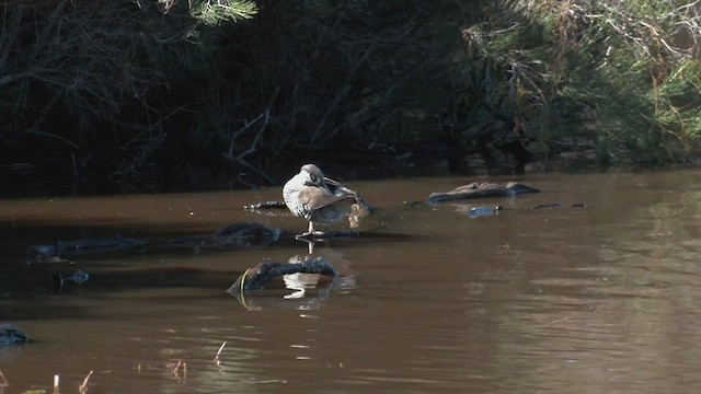 Pink-eared Duck - ML475925201