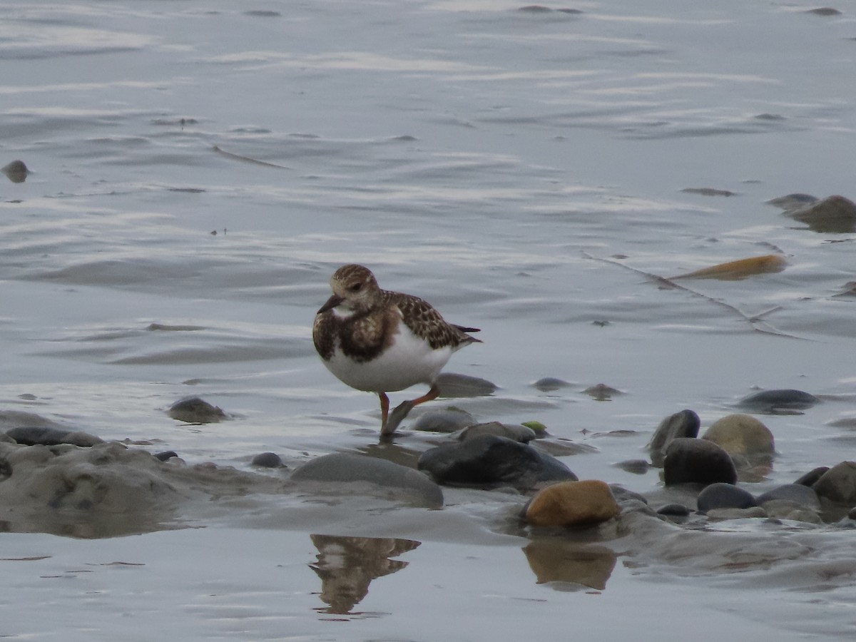 Ruddy Turnstone - ML475925211