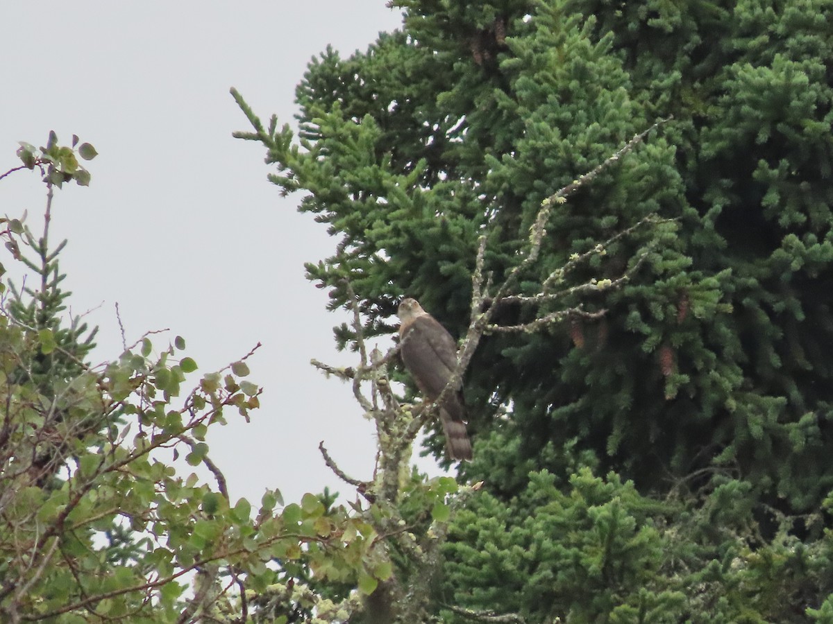 Sharp-shinned Hawk - ML475925421