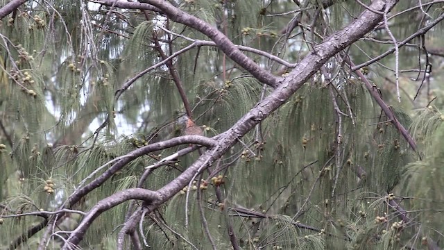 Bar-shouldered Dove - ML475926