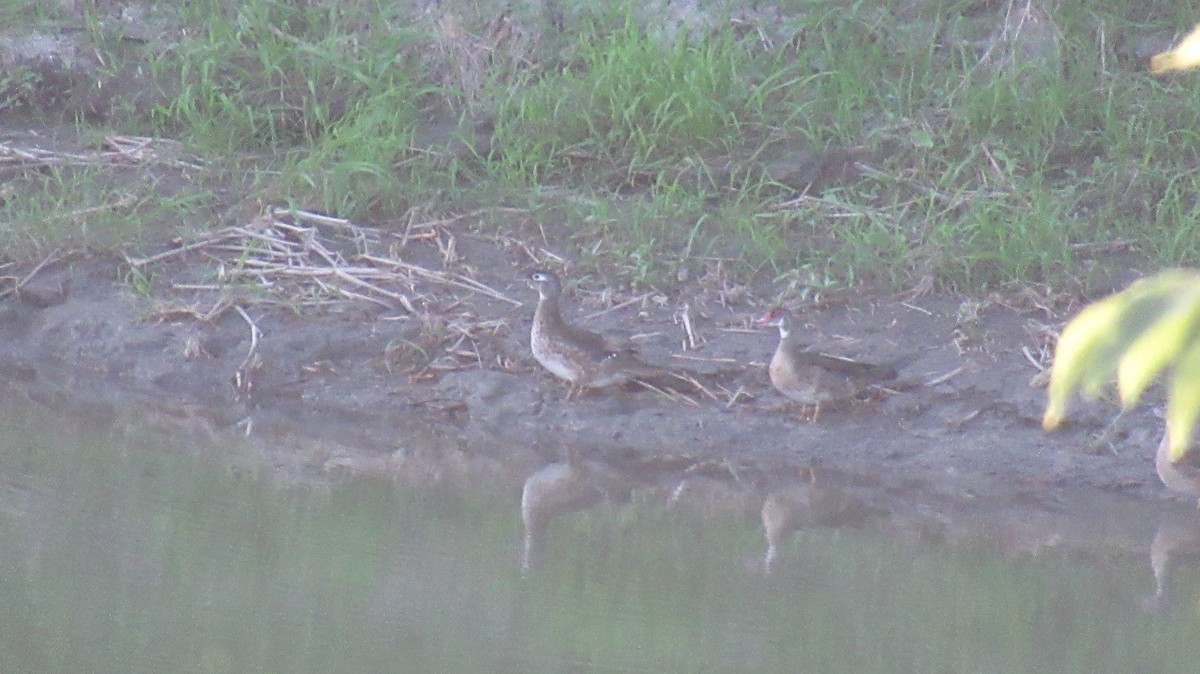 Wood Duck - ML475926131