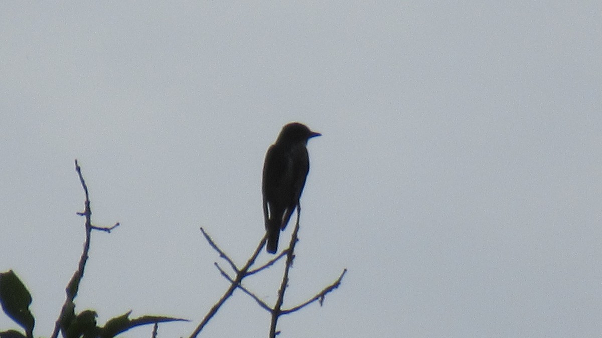 Olive-sided Flycatcher - ML475926221