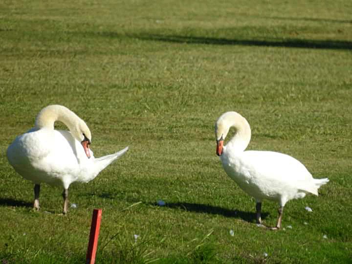 Mute Swan - ML475927741