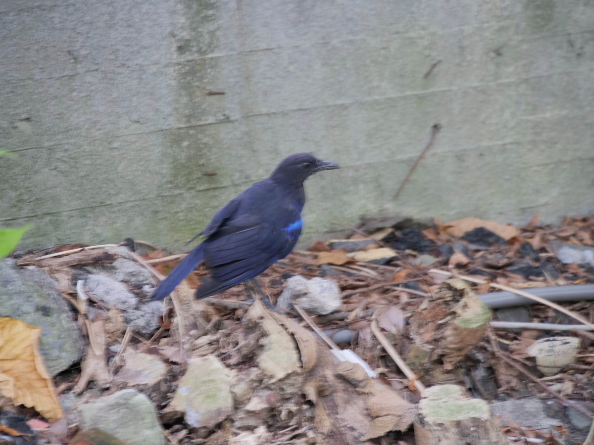 Taiwan Whistling-Thrush - ML475927961