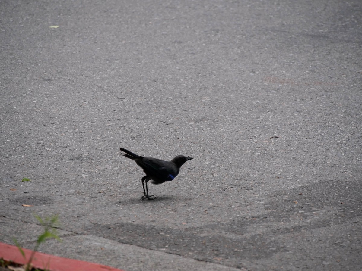 Taiwan Whistling-Thrush - ML475927971
