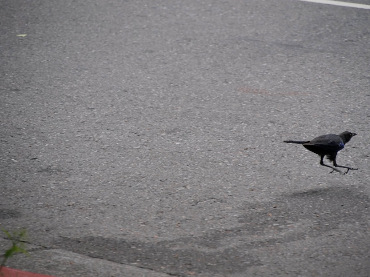 Taiwan Whistling-Thrush - ML475927981