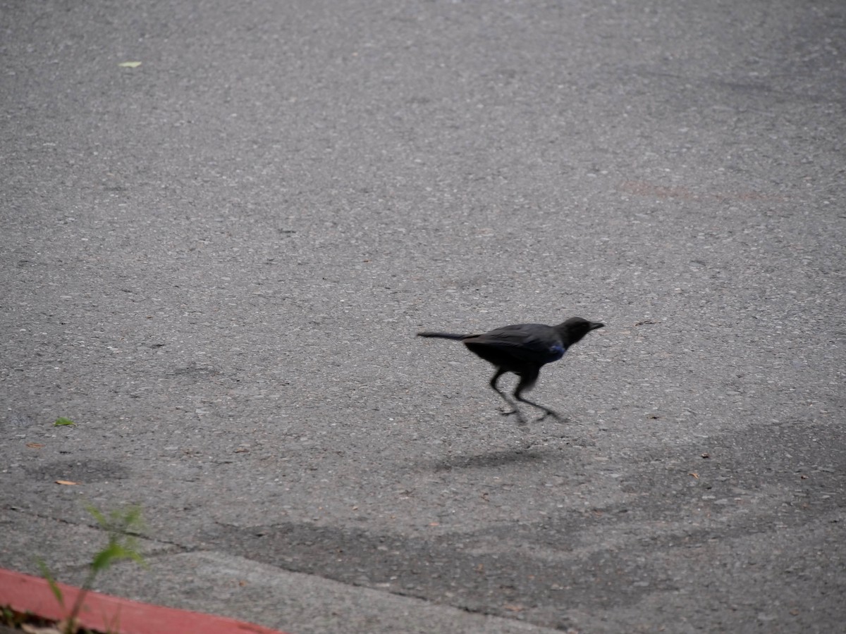 Taiwan Whistling-Thrush - ML475928001