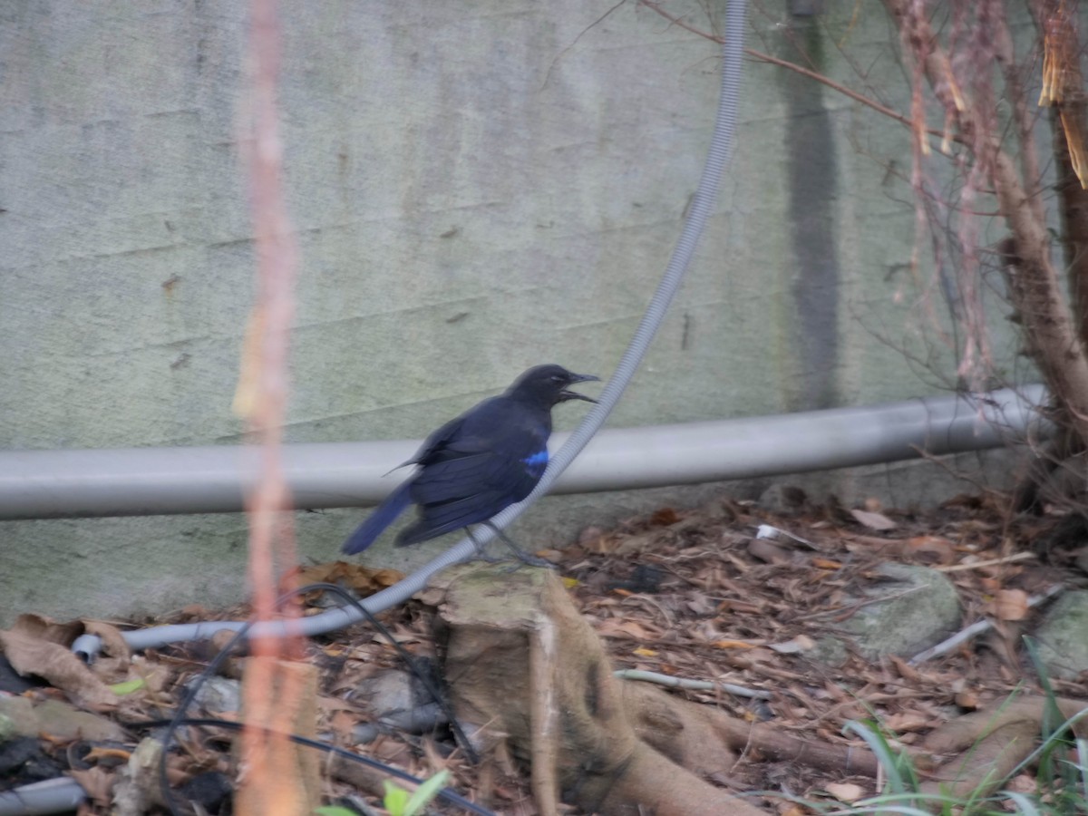 Taiwan Whistling-Thrush - ML475928011