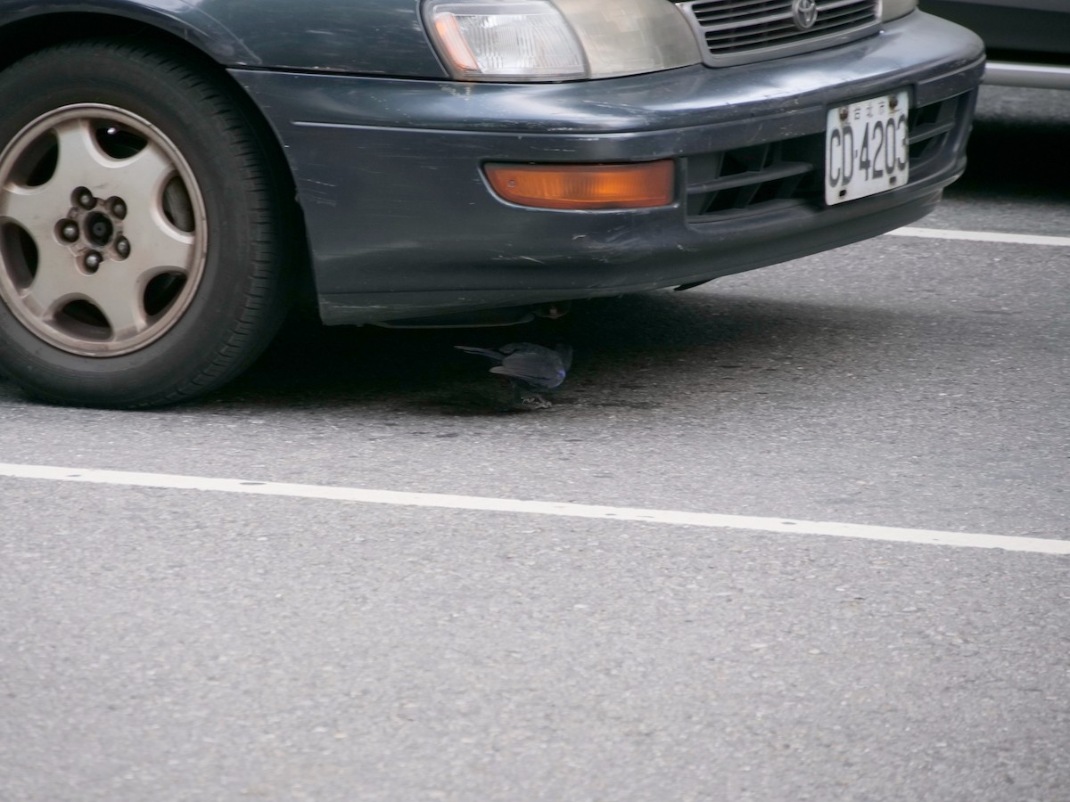 Taiwan Whistling-Thrush - ML475928031
