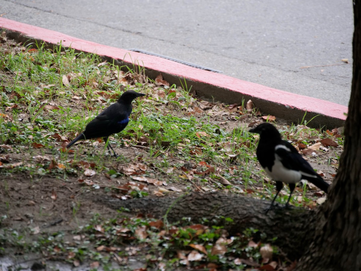 Oriental Magpie - ML475928291