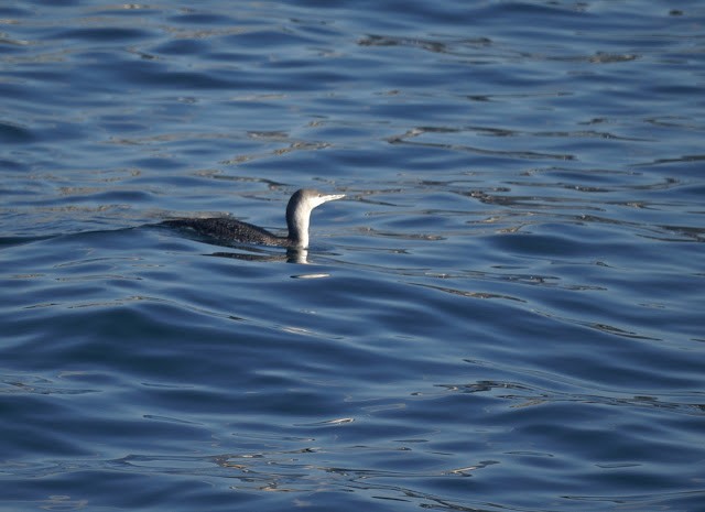 Red-throated Loon - ML475928371