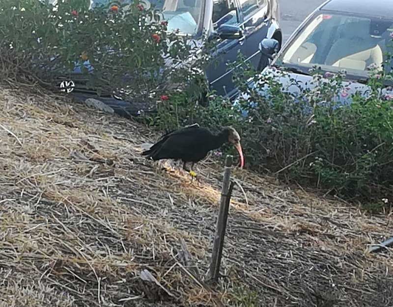 Northern Bald Ibis - ML475928491