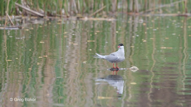 Common Tern - ML475928661