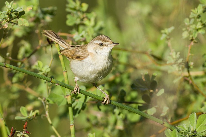 Paddyfield Warbler - ML475928711